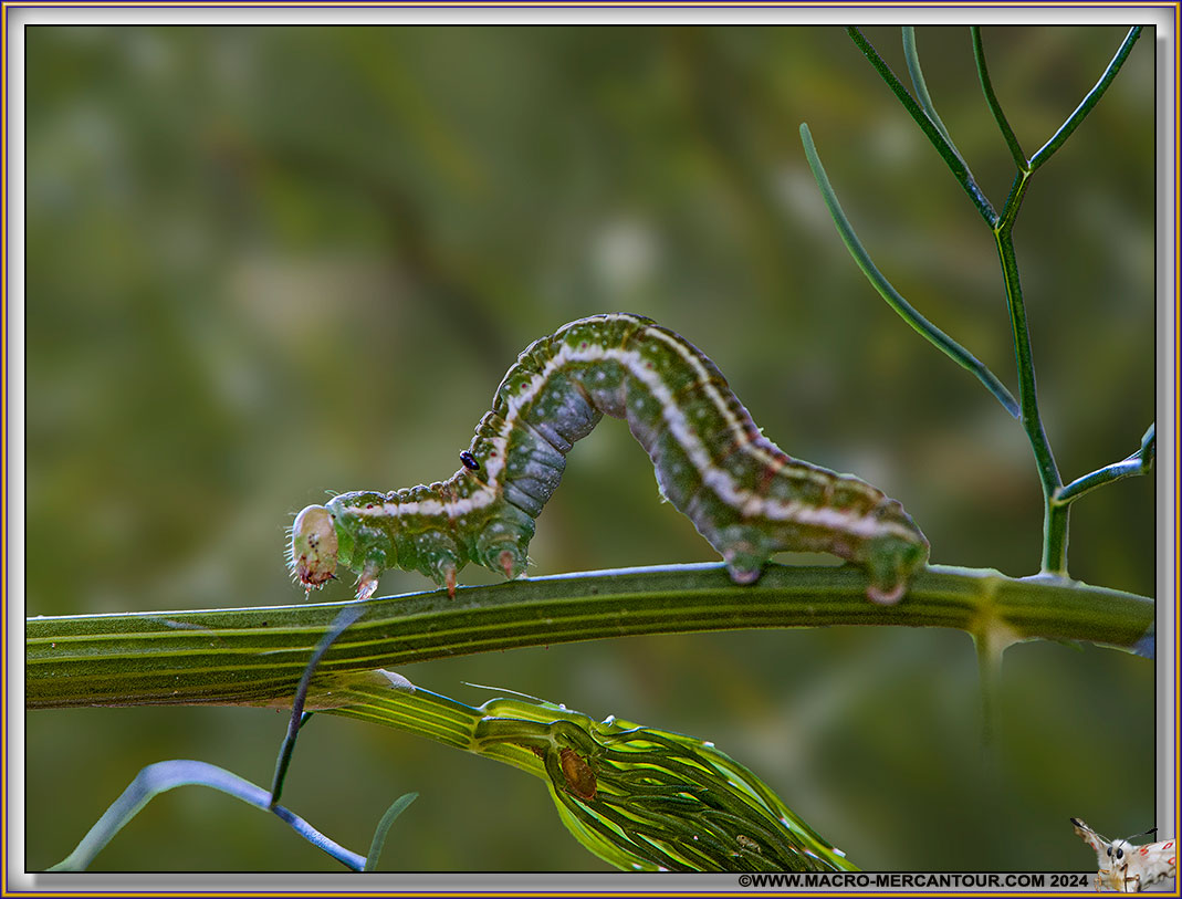 Trocopteryx Carpinata